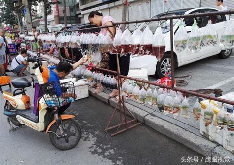 羅漢魚哪裡買|露天市集